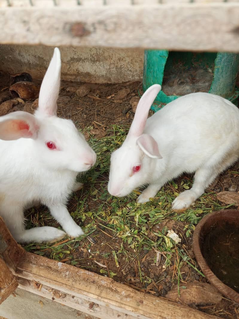 Rabbit  1