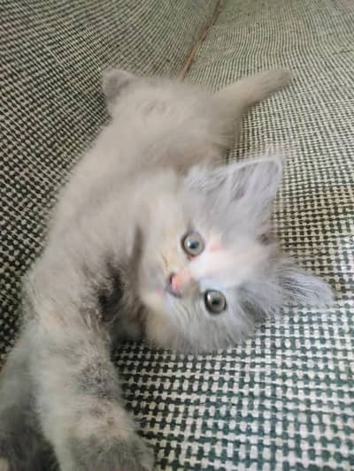 Persian kittens. Only real animals lovers contact