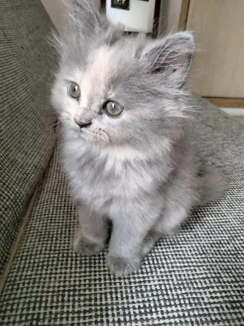 Persian kittens. Only real animals lovers contact — photo 2