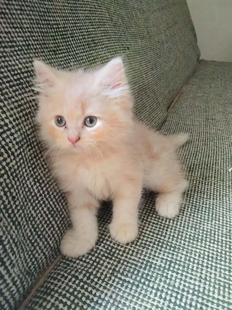 Persian kittens. Only real animals lovers contact — photo 3