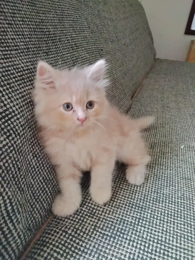 Persian kittens. Only real animals lovers contact — photo 4