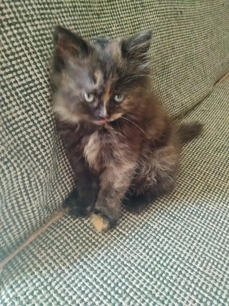 Persian kittens. Only real animals lovers contact — photo 5