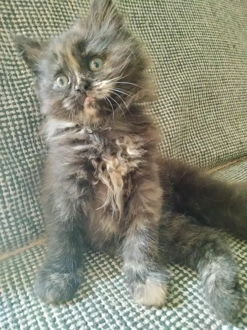 Persian kittens. Only real animals lovers contact — photo 6