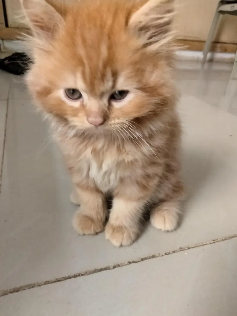 Persian kittens. Only real animals lovers contact — photo 7
