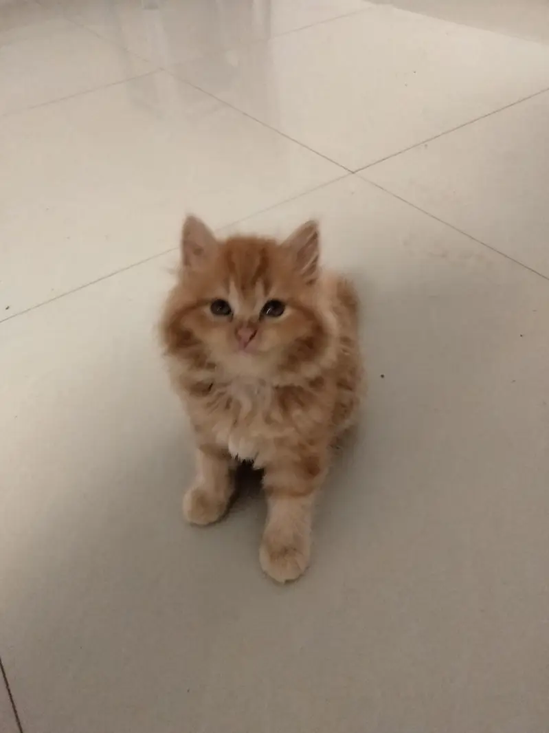 Persian kittens. Only real animals lovers contact — photo 8