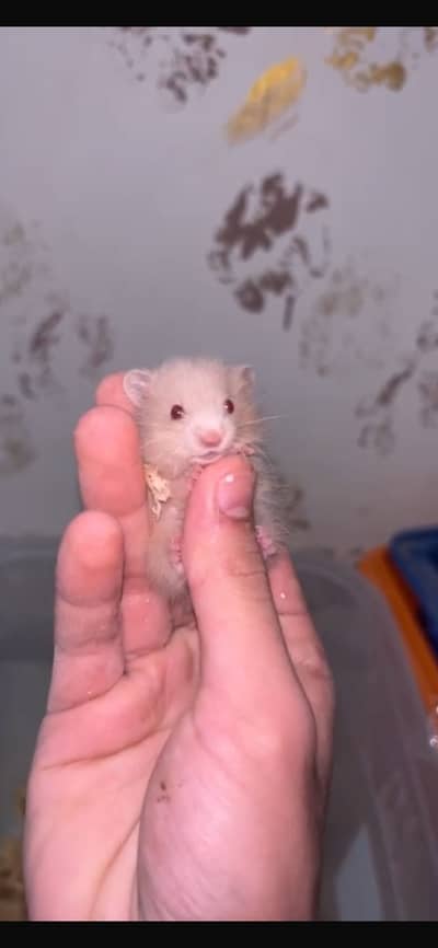 Beautiful Young Hamster 1 month age