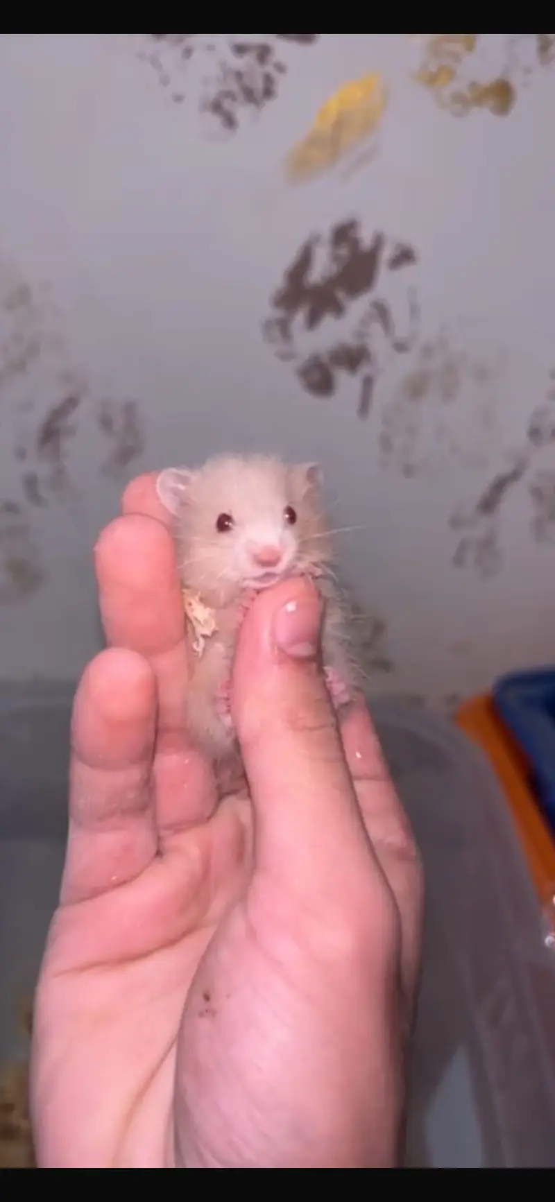 Beautiful Young Hamster 1 month age