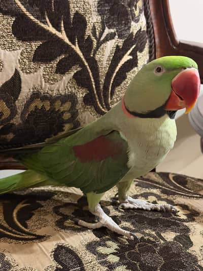 Kashmiri Raw Parrots