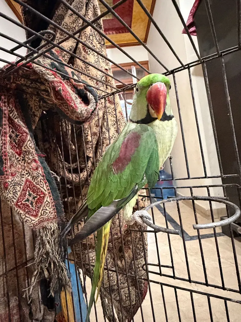 Kashmiri Raw Parrot [2] — photo 2