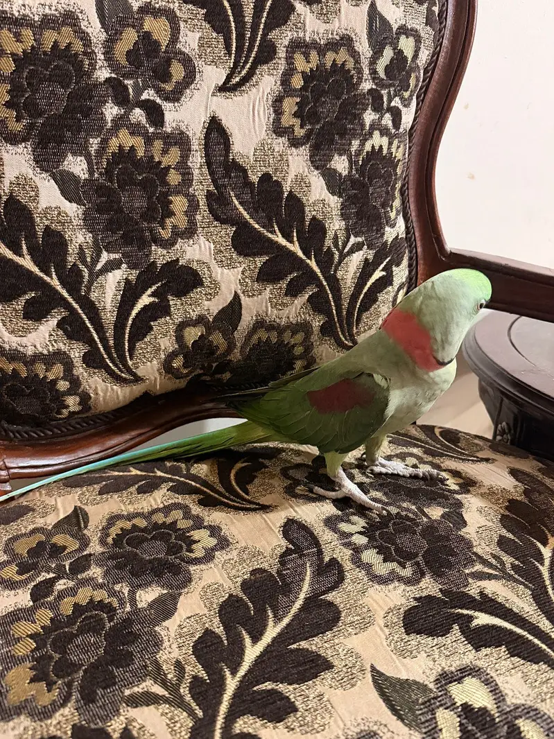 Kashmiri Raw Parrot [2] — photo 3