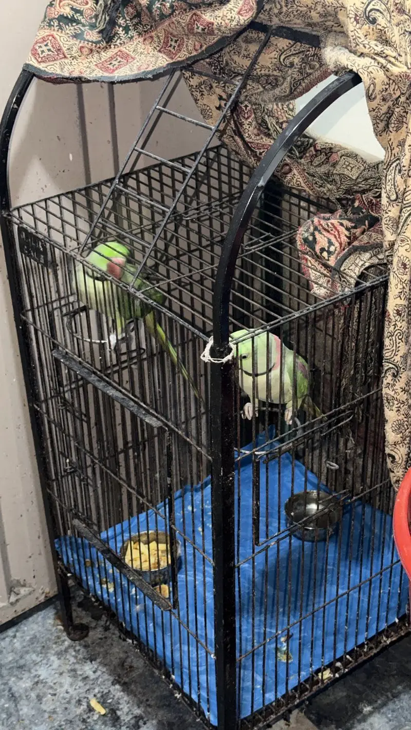 Kashmiri Raw Parrot [2] — photo 4