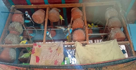 Australian Parrots Available 60,70 breeder Pieces Red Eye's bi
