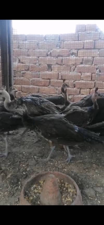 Peacock Pathy