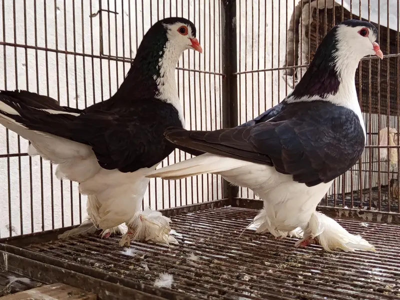 imported European Lahore shirazi (ring birds)