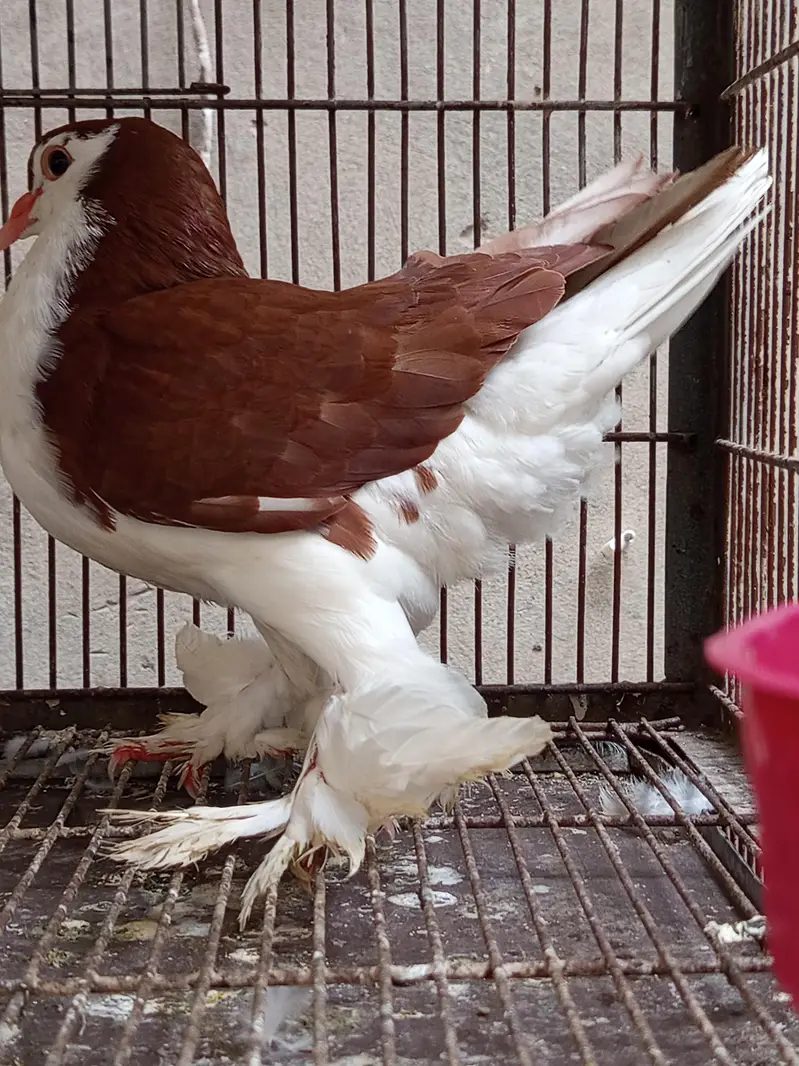 imported European Lahore shirazi (ring birds) — photo 2