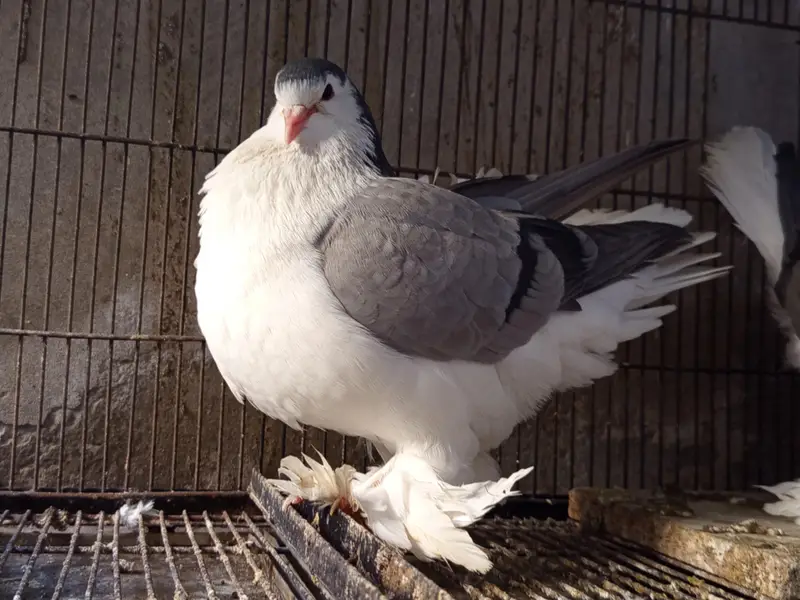 imported European Lahore shirazi (ring birds) — photo 3