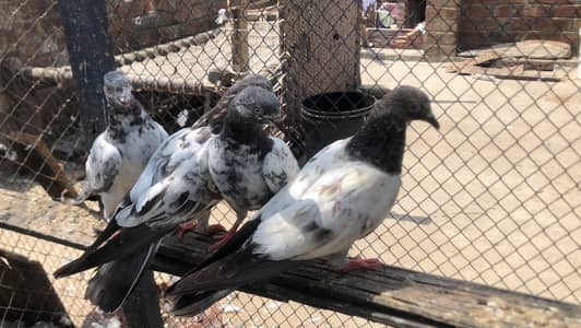 Bachy fore sale parwazi 03213040985