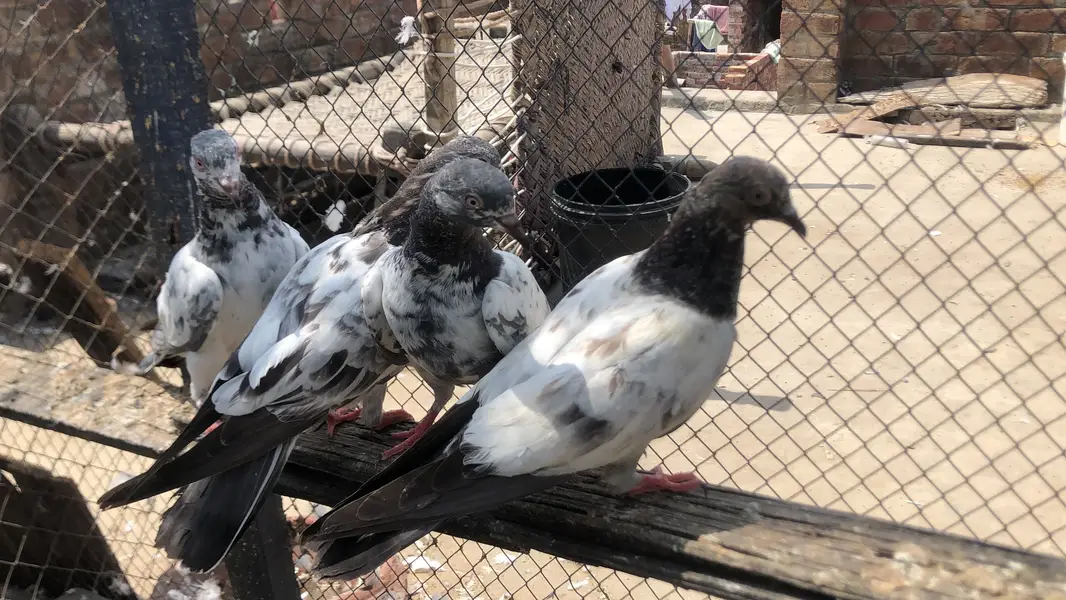 Bachy fore sale parwazi 03213040985