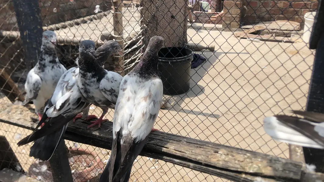 Bachy fore sale parwazi 03213040985 — photo 2