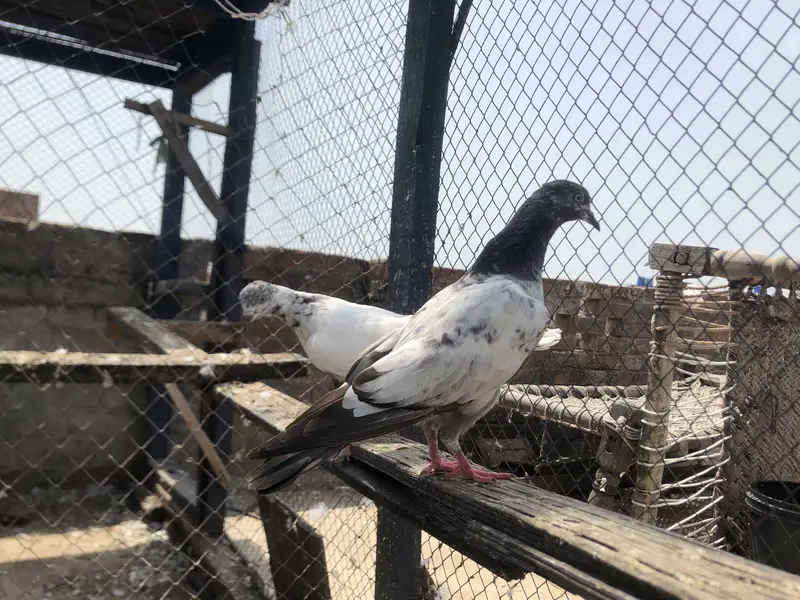 Bachy fore sale parwazi 03213040985 — photo 3
