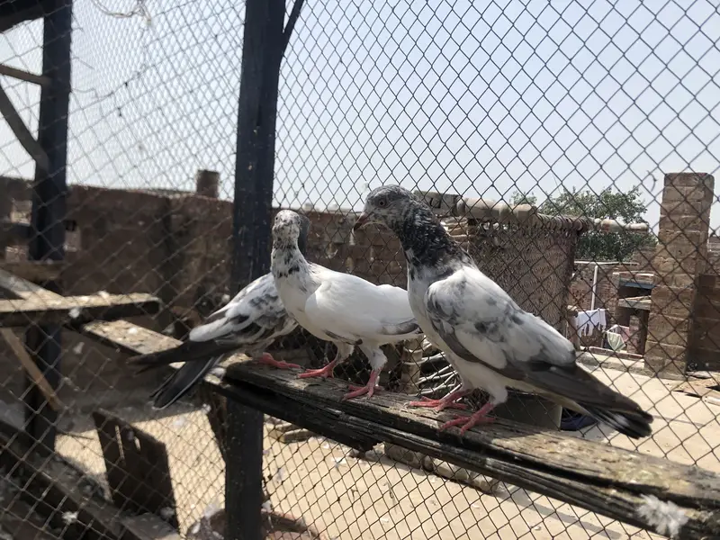 Bachy fore sale parwazi 03213040985 — photo 4