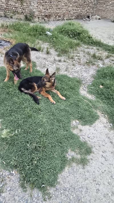 German Shepherd