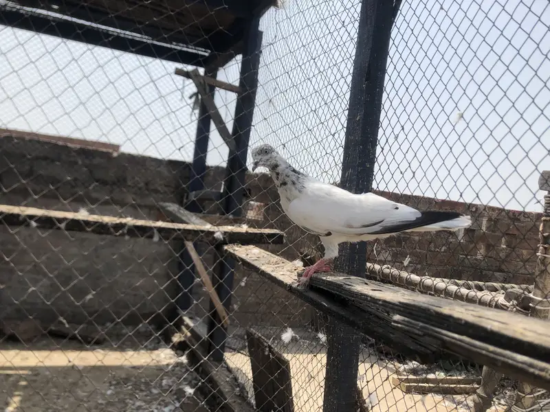 Bachy fore sale parwazi 03213040985 — photo 5