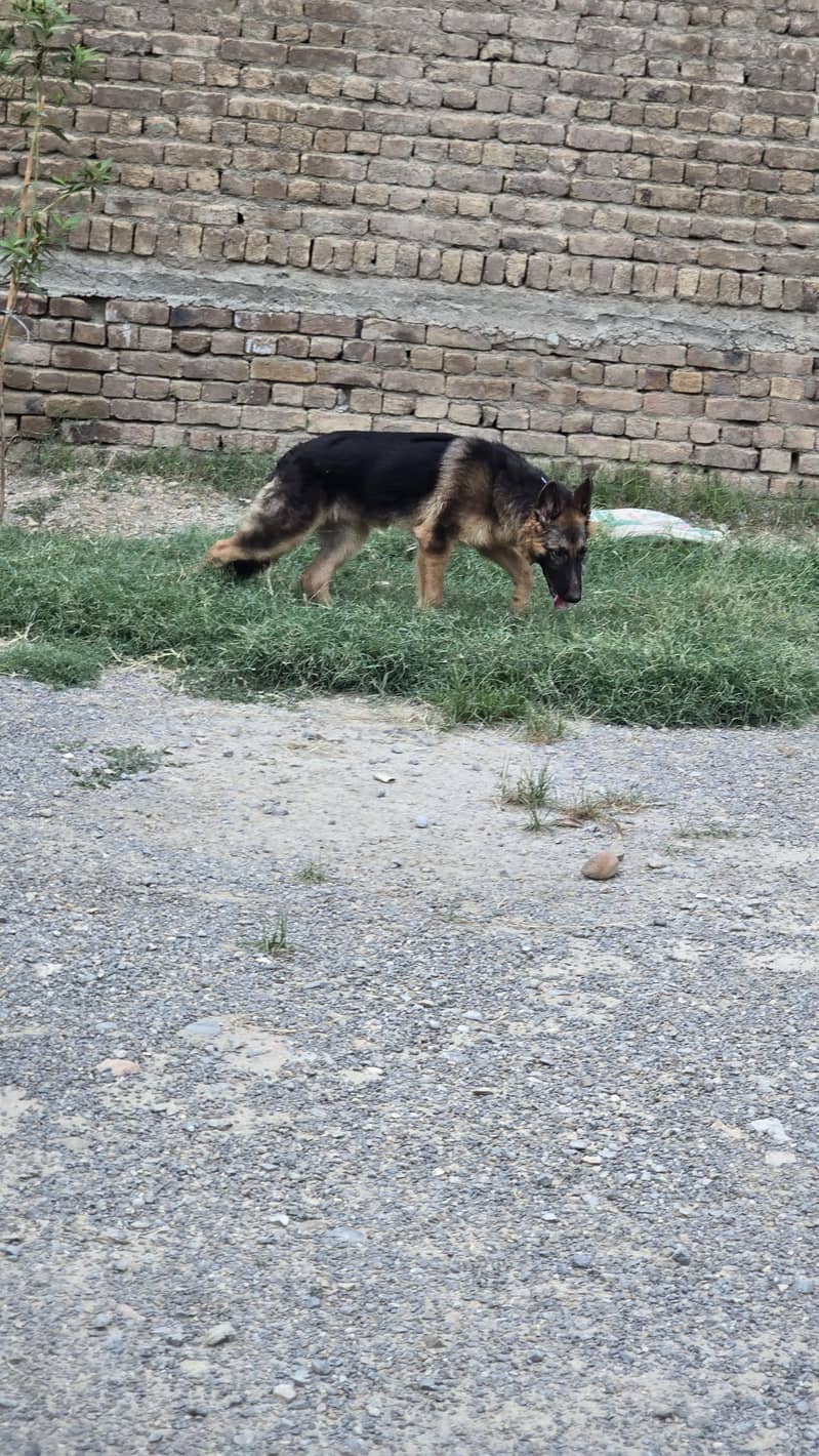 German Shepherd 1