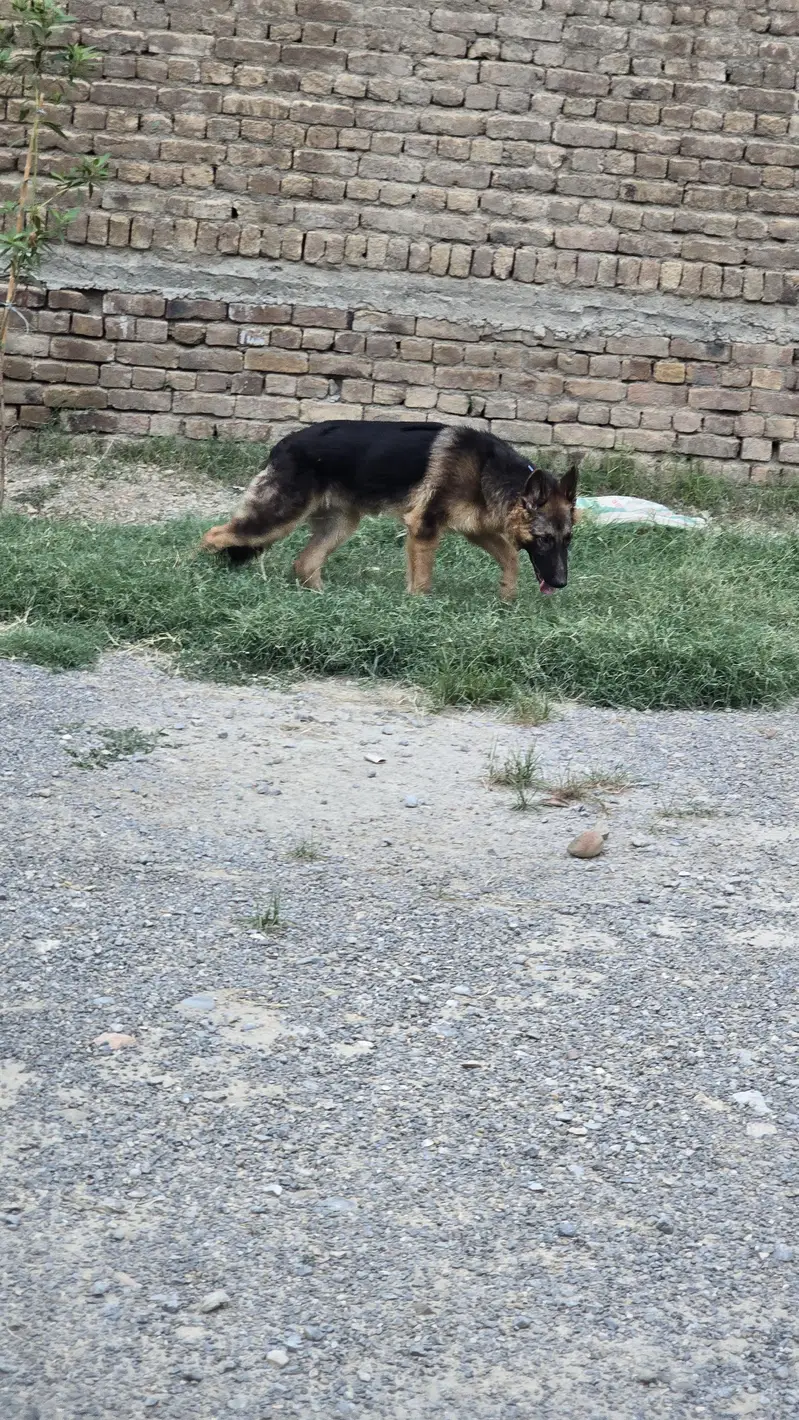 German Shepherd — photo 2