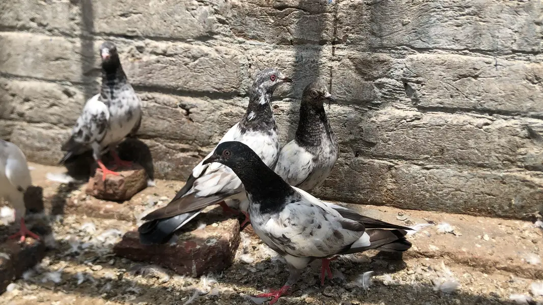 Bachy fore sale parwazi 03213040985 — photo 6