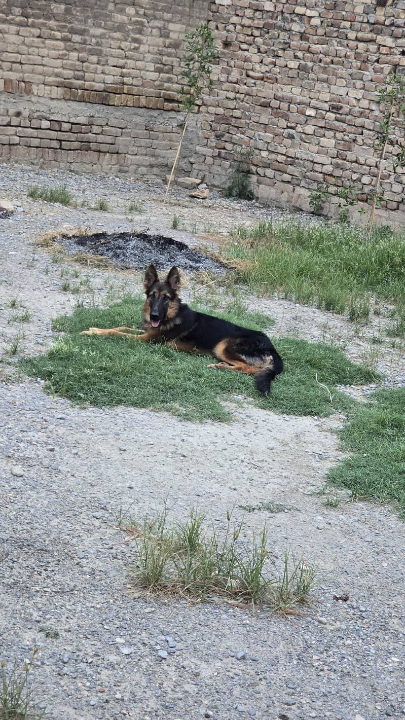 German Shepherd 2