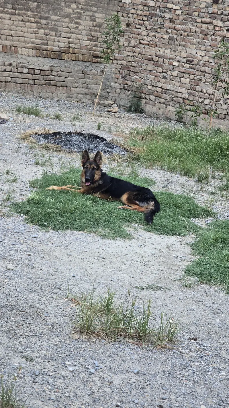 German Shepherd — photo 3