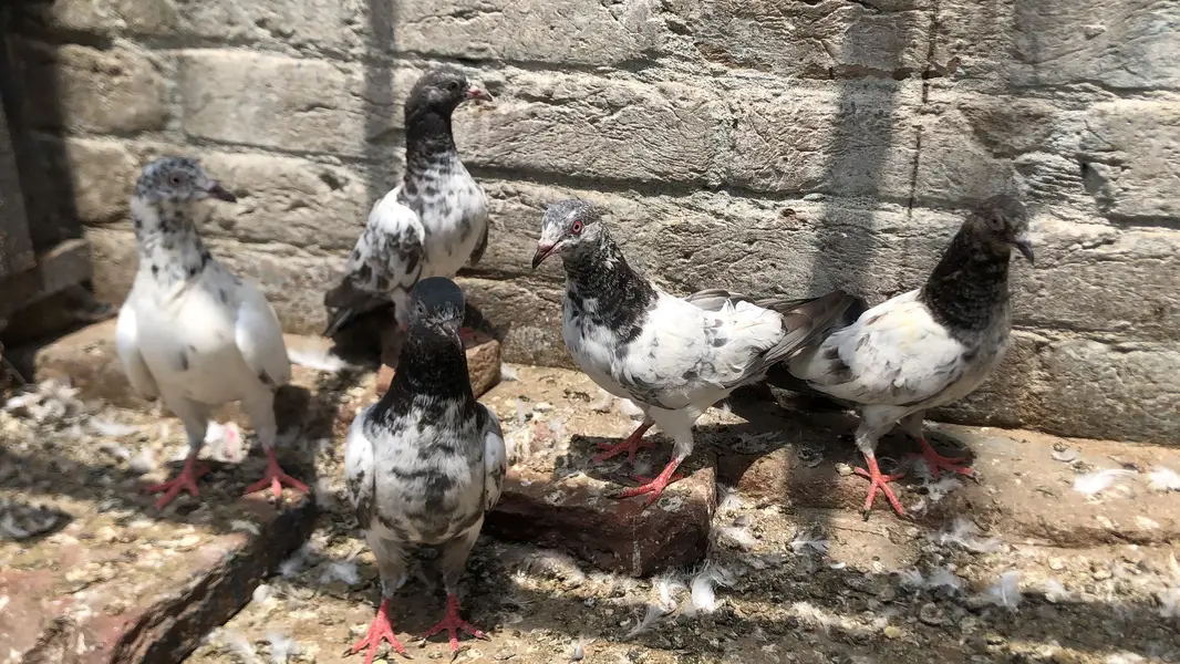 Bachy fore sale parwazi 03213040985 — photo 7