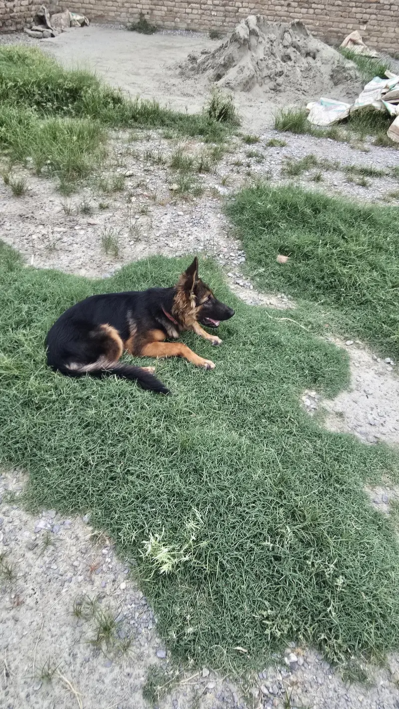 German Shepherd — photo 4