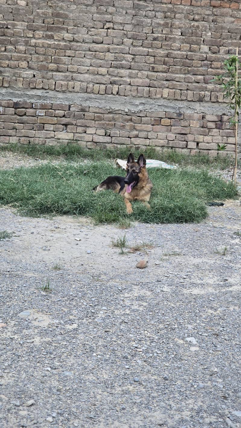 German Shepherd 4