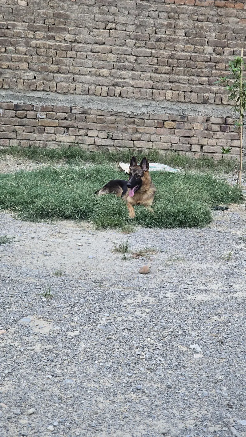 German Shepherd — photo 5