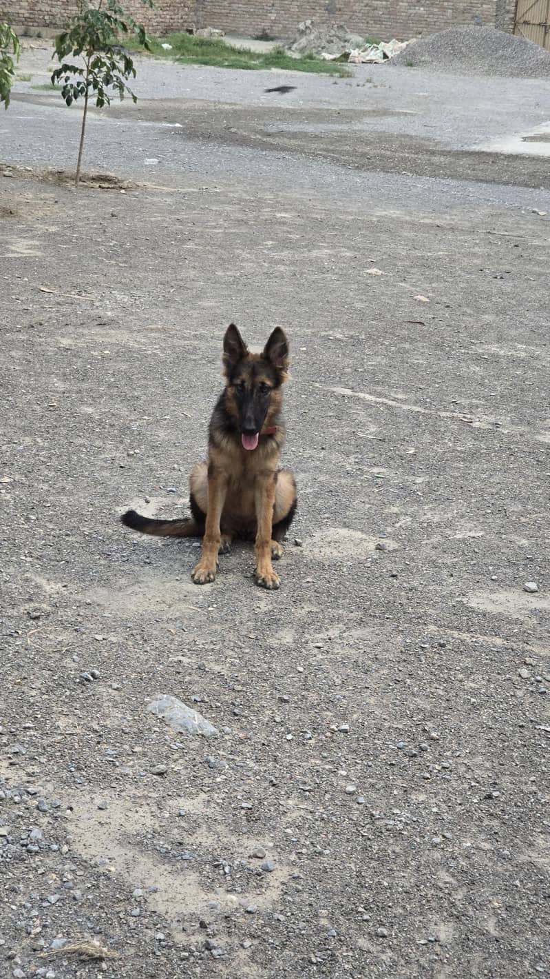 German Shepherd 5