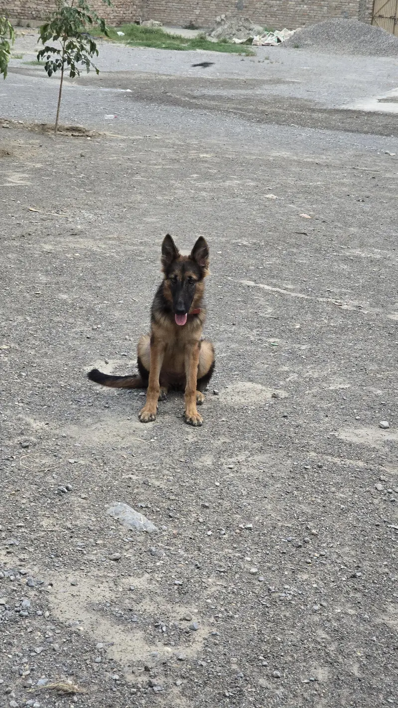 German Shepherd — photo 6