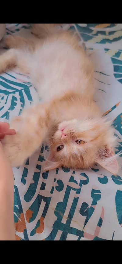 female kittens