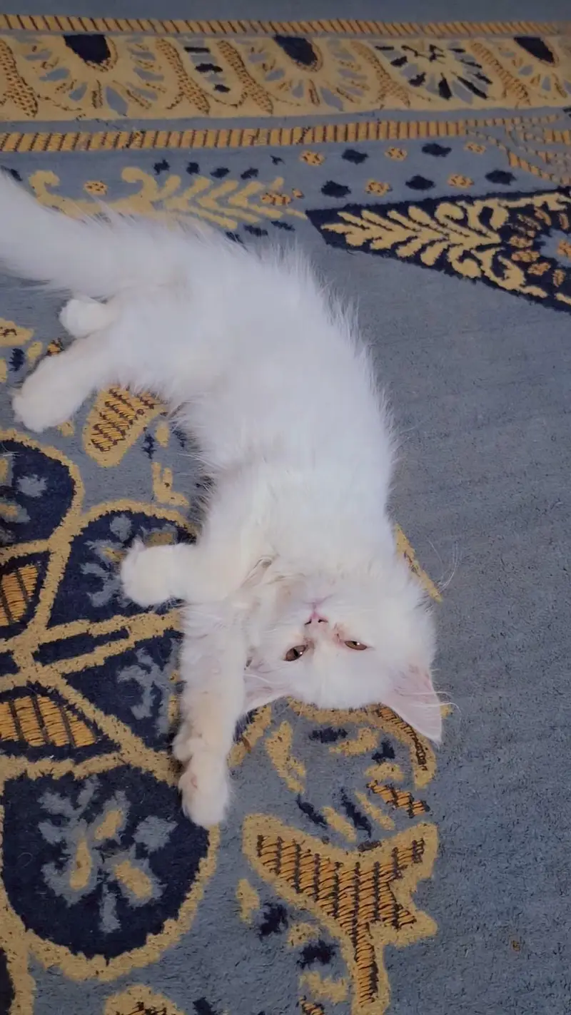 female kittens — photo 2