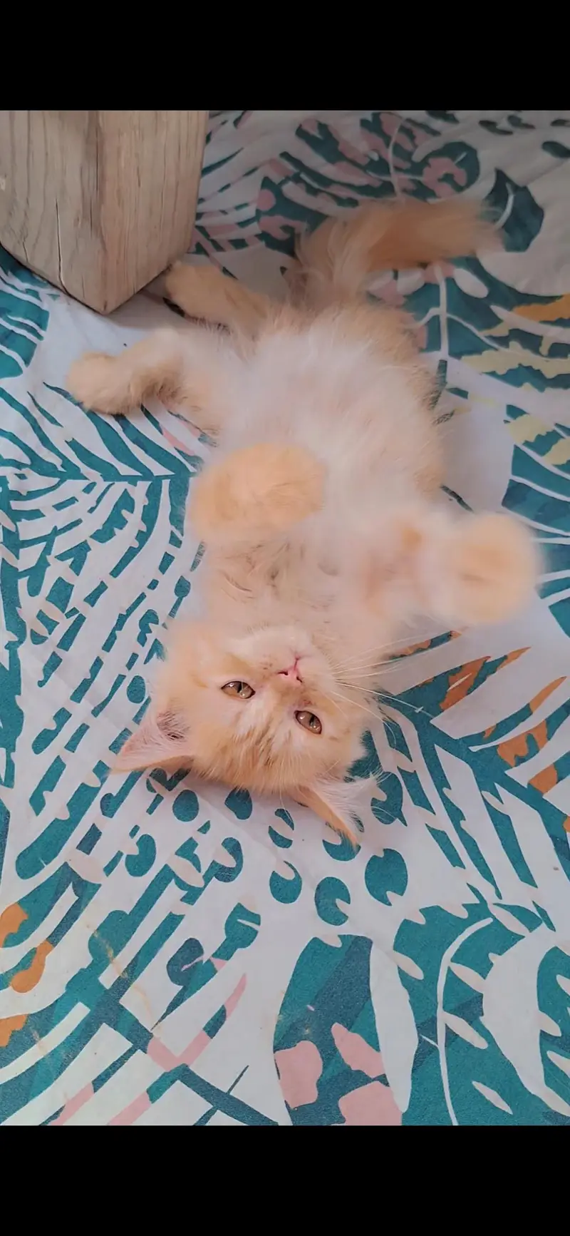 female kittens — photo 3