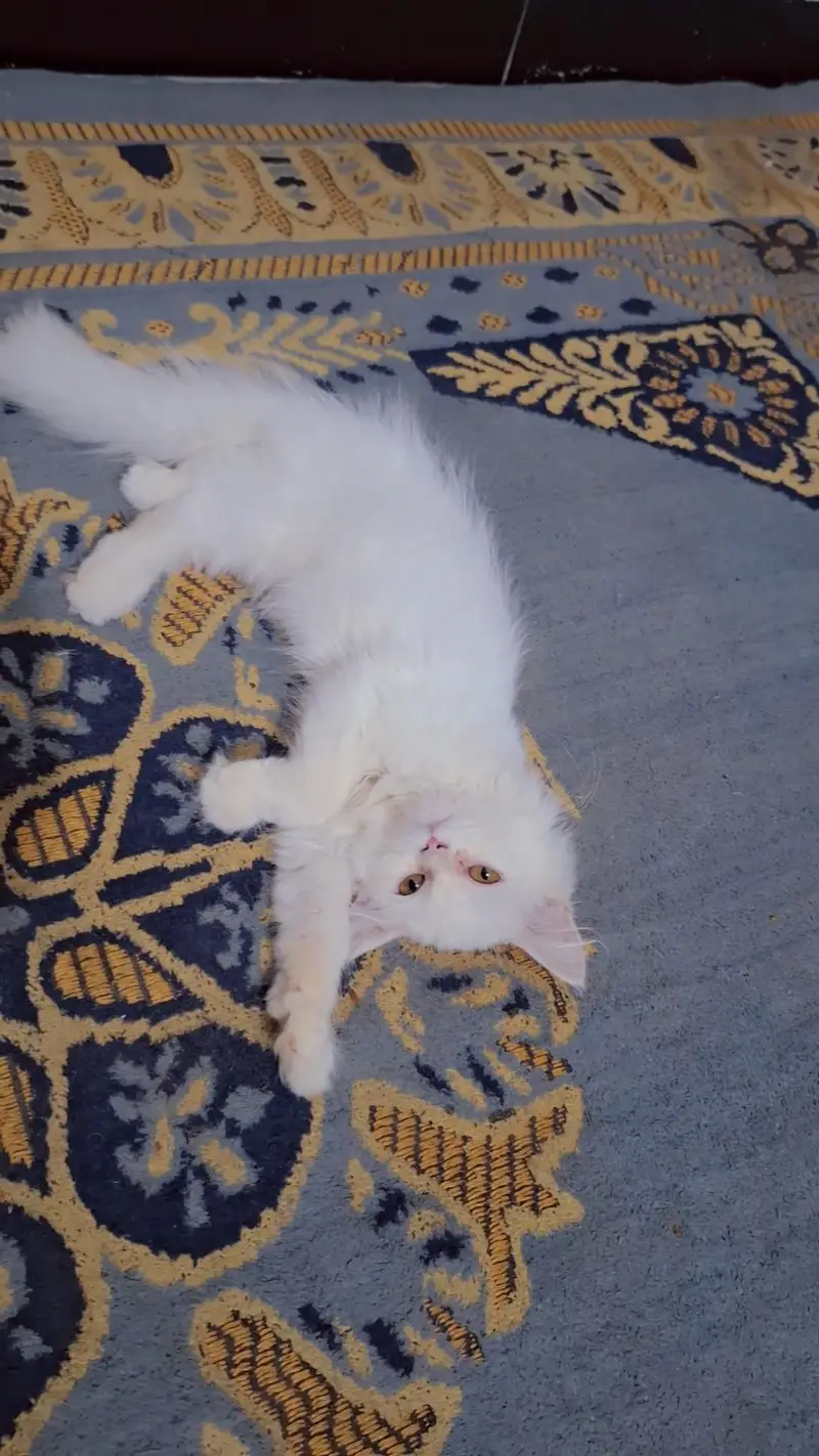 female kittens — photo 4