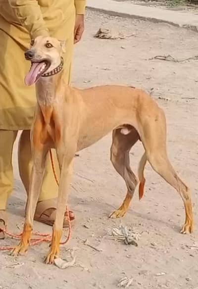 pure desi tazi male full train important blood line healthy and active