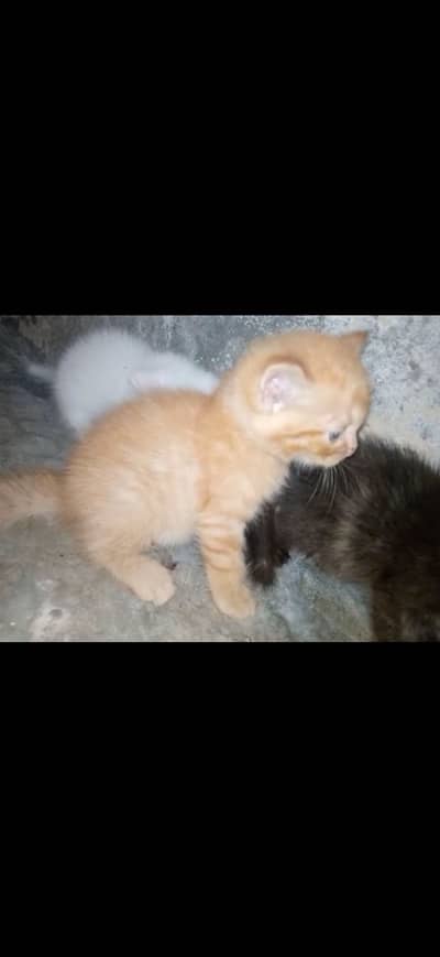 Pure persian babies for sale any one interested call to my number
