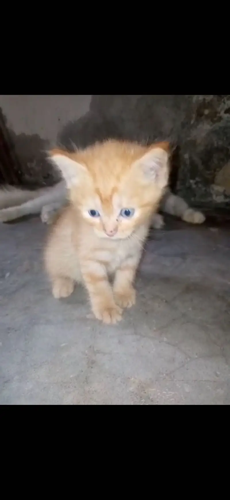 Pure persian babies for sale any one interested call to my number — photo 2