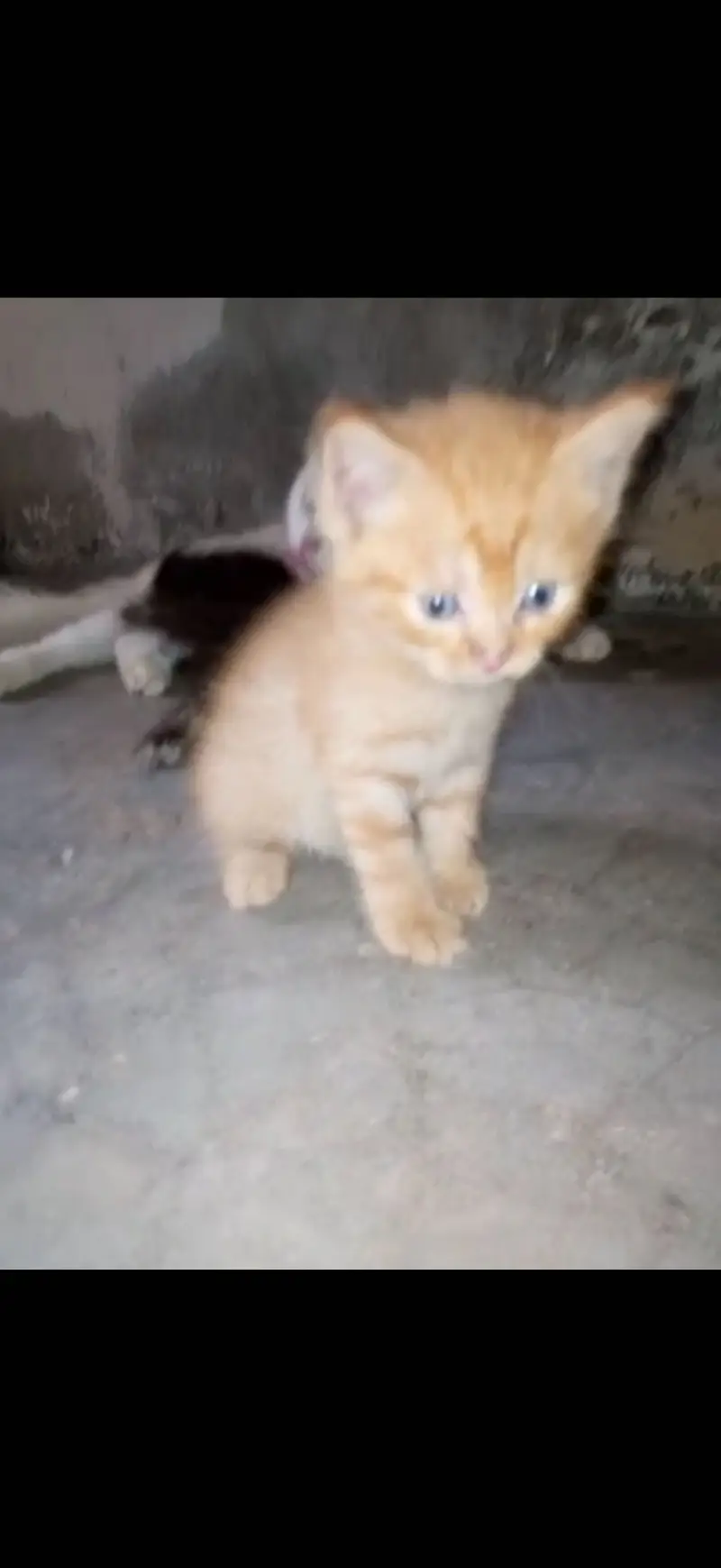 Pure persian babies for sale any one interested call to my number — photo 3