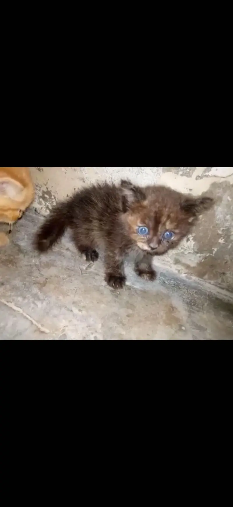 Pure persian babies for sale any one interested call to my number — photo 4
