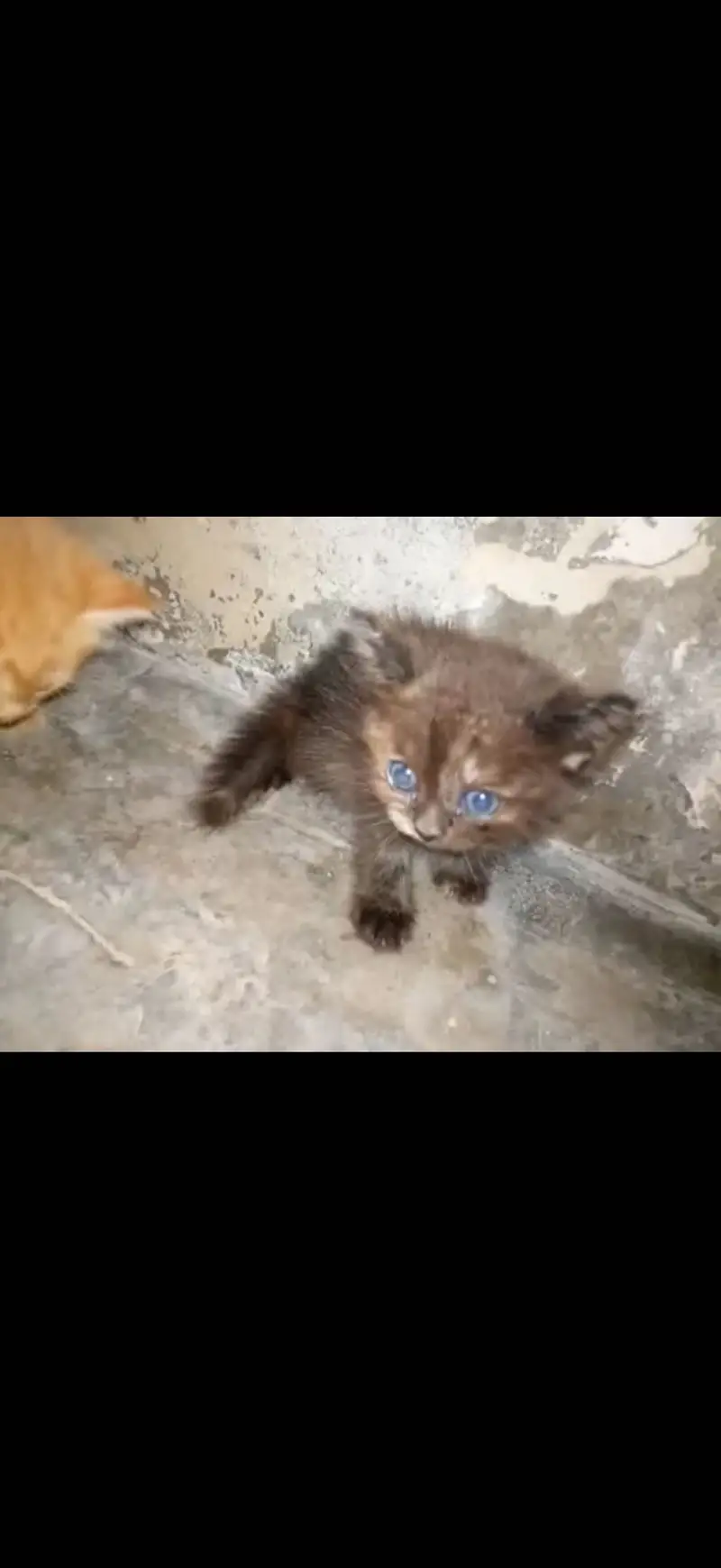 Pure persian babies for sale any one interested call to my number — photo 5