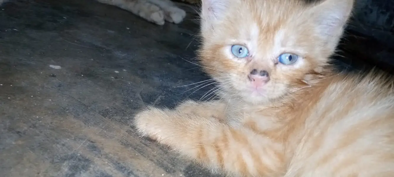 Pure persian babies for sale any one interested call to my number — photo 6