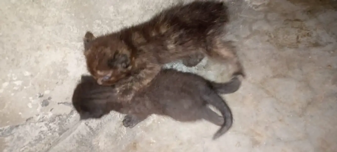 Pure persian babies for sale any one interested call to my number — photo 7